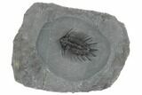 Insane Lichid (Acanthopyge) Trilobite - Mrakib, Morocco #191765-1